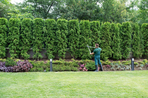 Best Lawn Watering Services  in Eagle Butte, SD