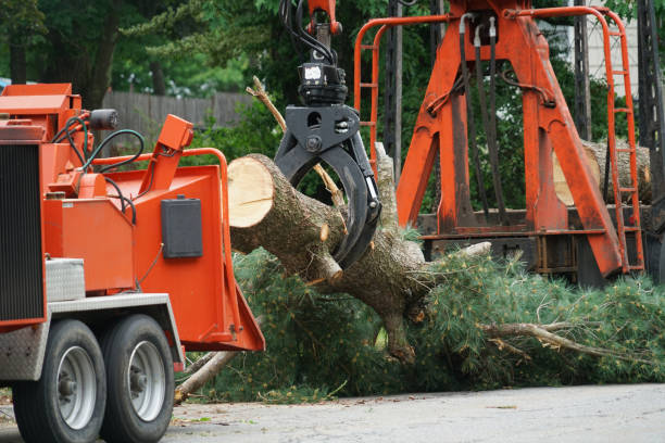 Best Palm Tree Trimming  in Eagle Butte, SD